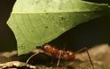 VIDEO: Το Σινικό Τείχος των… μυρμηγκιών! - Φωτογραφία 3