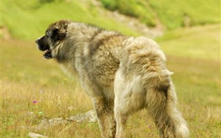 Τσοπανόσκυλο με λύσσα σκόρπισε τον τρόμο στην Καστοριά! - Φωτογραφία 1