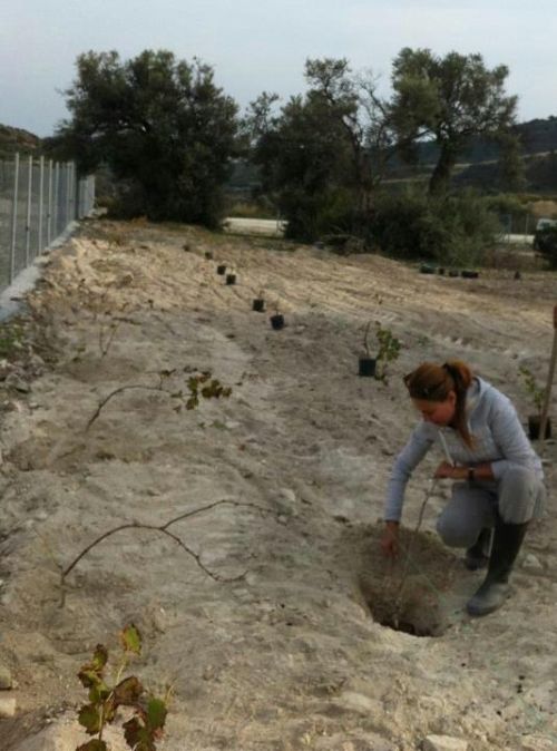 Η Στέλλα Γεωργιάδου εγκατέλειψε τις πίστες και φυτεύει αμπέλια! - Φωτογραφία 2