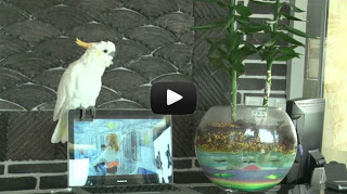 Παπαγάλος τραγουδάει Gangnam Style [Video] - Φωτογραφία 1