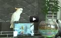 Παπαγάλος τραγουδάει Gangnam Style [Video]