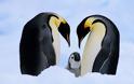 Πιγκουίνοι έμειναν πιστοί για δεκαέξι χρόνια