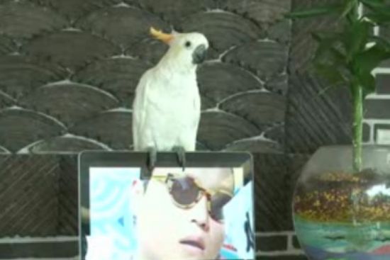 ΠΟΛΥ ΓΕΛΙΟ-Παπαγάλος τραγουδάει το Gangnam Style - Φωτογραφία 1