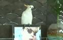 ΠΟΛΥ ΓΕΛΙΟ-Παπαγάλος τραγουδάει το Gangnam Style
