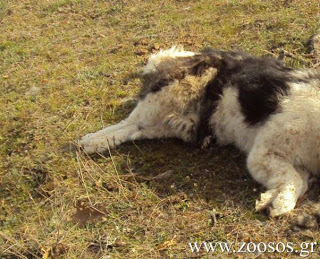 Θετικός στη λύσσα ο σκύλος που γρατζούνισε κυνηγό στην Καστοριά - Φωτογραφία 1