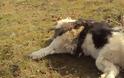 Θετικός στη λύσσα ο σκύλος που γρατζούνισε κυνηγό στην Καστοριά