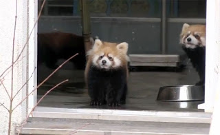 Μωρό κόκκινο Panda παίρνει την τρομάρα της ζωής του [Video] - Φωτογραφία 1