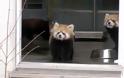 Μωρό κόκκινο Panda παίρνει την τρομάρα της ζωής του [Video]