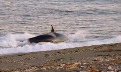 Φάλαινα «δολοφόνος» βγήκε στη στεριά για «κυνήγι» (video) - Φωτογραφία 1