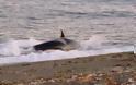 Φάλαινα «δολοφόνος» βγήκε στη στεριά για «κυνήγι» (video)