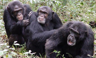 Οι χιμπατζήδες βιώνουν κρίση μέσης ηλικίας - Φωτογραφία 1