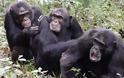 Οι χιμπατζήδες βιώνουν κρίση μέσης ηλικίας