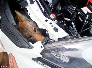 Κογιότ έμεινε ζωντανό για 600 μίλια(!) στην μηχανή αυτοκινήτου που το χτύπησε! - Φωτογραφία 1