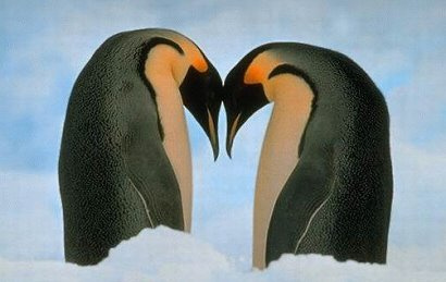 Ερωτευμένοι πιγκουίνοι διατηρούν σχέση... 16 χρόνων! - Φωτογραφία 1