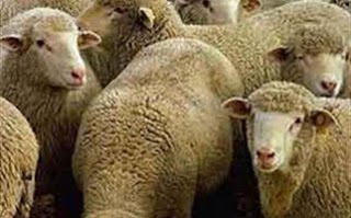 Θανατώνουν πρόβατα στη Σάμο λόγω καταρροϊκού πυρετού - Φωτογραφία 1