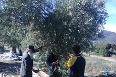 Ο Μητροπολίτης Θηβών πρωτοστατεί στο μάζεμα ελιών