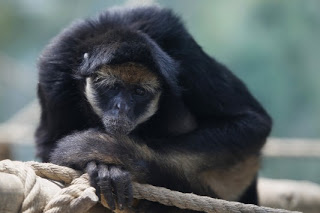 Διέρρηξε ζωολογικό κήπο για να δολοφονήσει πίθηκο! - Φωτογραφία 1