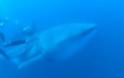 Απίστευτο: Δύτες «απελευθερώνουν» καρχαριοφάλαινα