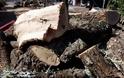 Δυτική Ελλάδα: Η παράνομη υλοτομία, οι απειλές προς τους δασικούς και τα «καπαρωμένα» δέντρα στα δάση