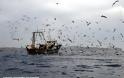 EE: σχέδιο δράσης για τη θανάτωση θαλασσοπουλιών από αλιευτικά εργαλεία