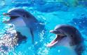 ΗΠΑ: Μαζικές δολοφονίες και ακρωτηριασμοί δελφινιών