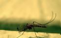 Στην Αυστραλία εισάγουν κουνούπια από την Ινδία και την Αφρική