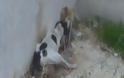Εικόνες-σοκ στην Πάτρα: Κρέμασε τρία σκυλιά