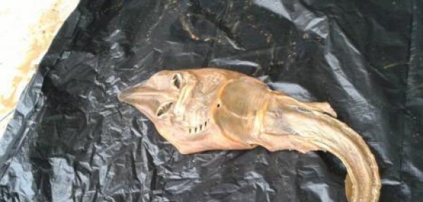 Άγνωστο ον σε αυλή σπιτιού στην Λεμεσό! - Φωτογραφία 3