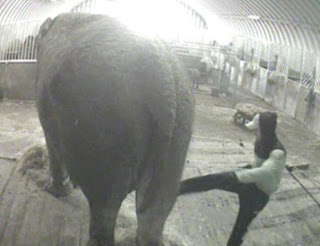 Ιδιοκτήτης και εργαζόμενοι τσίρκου κακοποιούσαν βάναυσα ελέφαντα! Δείτε το σοκαριστικό βίντεο… - Φωτογραφία 1