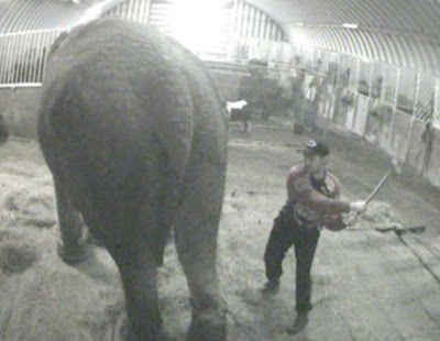 Ιδιοκτήτης και εργαζόμενοι τσίρκου κακοποιούσαν βάναυσα ελέφαντα! Δείτε το σοκαριστικό βίντεο… - Φωτογραφία 2