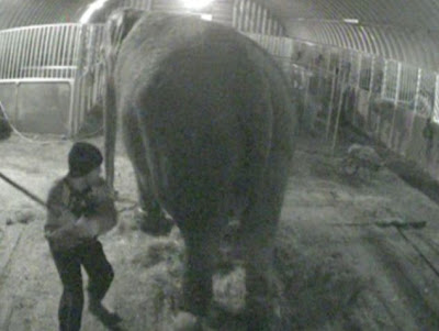 Ιδιοκτήτης και εργαζόμενοι τσίρκου κακοποιούσαν βάναυσα ελέφαντα! Δείτε το σοκαριστικό βίντεο… - Φωτογραφία 4
