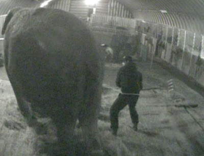 Ιδιοκτήτης και εργαζόμενοι τσίρκου κακοποιούσαν βάναυσα ελέφαντα! Δείτε το σοκαριστικό βίντεο… - Φωτογραφία 5