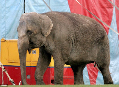 Ιδιοκτήτης και εργαζόμενοι τσίρκου κακοποιούσαν βάναυσα ελέφαντα! Δείτε το σοκαριστικό βίντεο… - Φωτογραφία 7