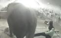 Ιδιοκτήτης και εργαζόμενοι τσίρκου κακοποιούσαν βάναυσα ελέφαντα! Δείτε το σοκαριστικό βίντεο… - Φωτογραφία 1