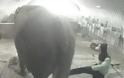 Ιδιοκτήτης και εργαζόμενοι τσίρκου κακοποιούσαν βάναυσα ελέφαντα! Δείτε το σοκαριστικό βίντεο… - Φωτογραφία 3