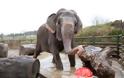 Ιδιοκτήτης και εργαζόμενοι τσίρκου κακοποιούσαν βάναυσα ελέφαντα! Δείτε το σοκαριστικό βίντεο… - Φωτογραφία 6