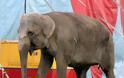 Ιδιοκτήτης και εργαζόμενοι τσίρκου κακοποιούσαν βάναυσα ελέφαντα! Δείτε το σοκαριστικό βίντεο… - Φωτογραφία 7