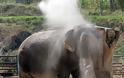 Ιδιοκτήτης και εργαζόμενοι τσίρκου κακοποιούσαν βάναυσα ελέφαντα! Δείτε το σοκαριστικό βίντεο… - Φωτογραφία 8