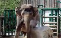 Ιδιοκτήτης και εργαζόμενοι τσίρκου κακοποιούσαν βάναυσα ελέφαντα! Δείτε το σοκαριστικό βίντεο… - Φωτογραφία 9