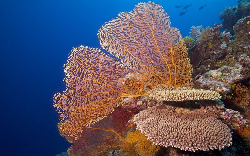 Ο μαγικός κόσμος του μεγάλου κοραλλιογενούς υφάλου - Φωτογραφία 3