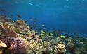 Ο μαγικός κόσμος του μεγάλου κοραλλιογενούς υφάλου - Φωτογραφία 2
