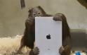 Οι πίθηκοι τρελαίνονται...για iPad