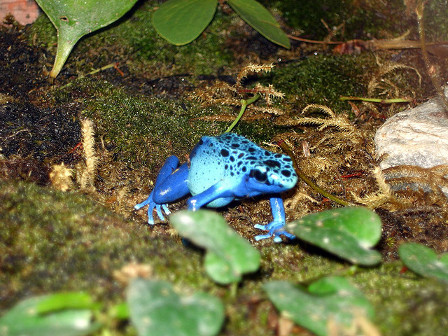 Ο ιδιαίτερα εξωτικός και εξαιρετικά επικίνδυνος μπλε βάτραχος!! (pics) - Φωτογραφία 3