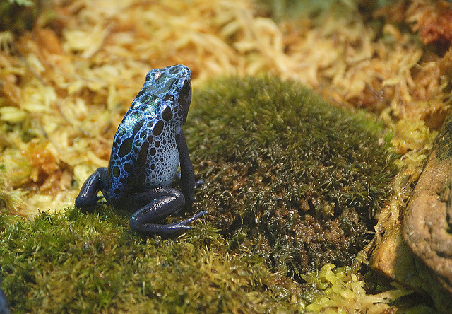 Ο ιδιαίτερα εξωτικός και εξαιρετικά επικίνδυνος μπλε βάτραχος!! (pics) - Φωτογραφία 6