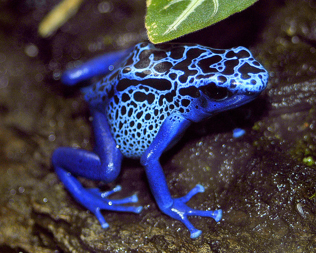 Ο ιδιαίτερα εξωτικός και εξαιρετικά επικίνδυνος μπλε βάτραχος!! (pics) - Φωτογραφία 7