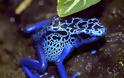 Ο ιδιαίτερα εξωτικός και εξαιρετικά επικίνδυνος μπλε βάτραχος!! (pics)