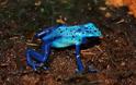 Ο ιδιαίτερα εξωτικός και εξαιρετικά επικίνδυνος μπλε βάτραχος!! (pics) - Φωτογραφία 2