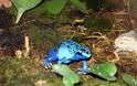 Ο ιδιαίτερα εξωτικός και εξαιρετικά επικίνδυνος μπλε βάτραχος!! (pics) - Φωτογραφία 3