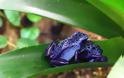 Ο ιδιαίτερα εξωτικός και εξαιρετικά επικίνδυνος μπλε βάτραχος!! (pics) - Φωτογραφία 4
