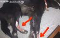Πυροβόλησαν δύο σκυλίτσες στον Μανταμάδο Λέσβου - Φωτογραφία 2